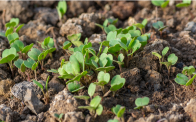 Why I’m Planting Radishes This Morning – My Room Called Remember